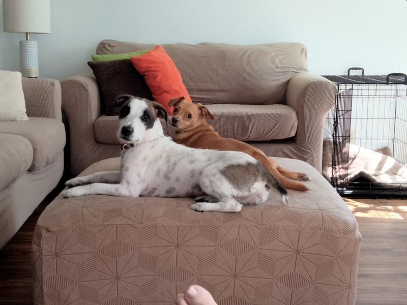 Ginger in front and Cass in back :)