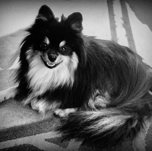 Honey Bear is a character!