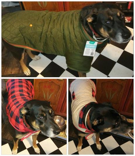 FRISCO Mediumweight Patterned Bones Insulated Dog & Cat Coat