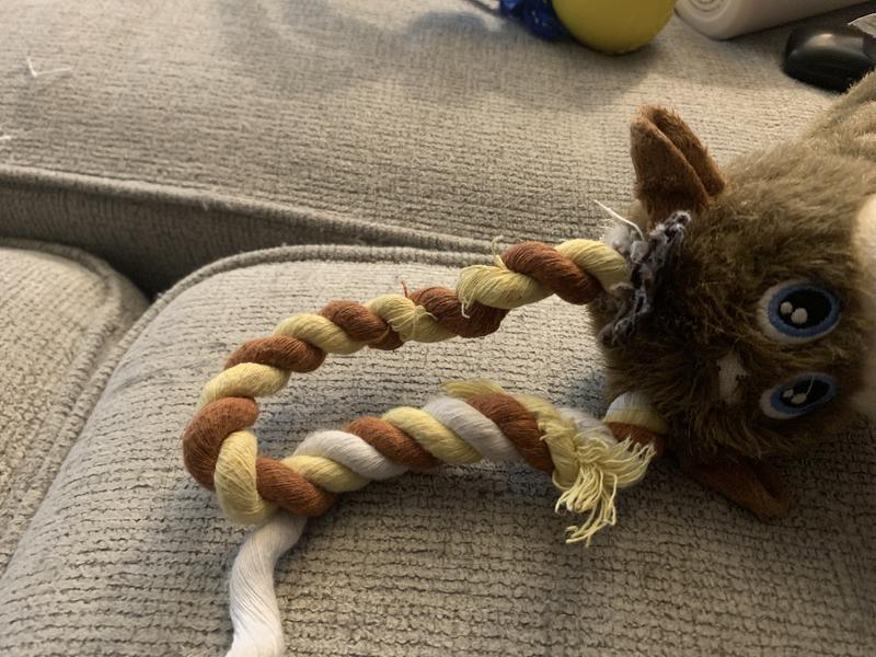 Chewed ear right off