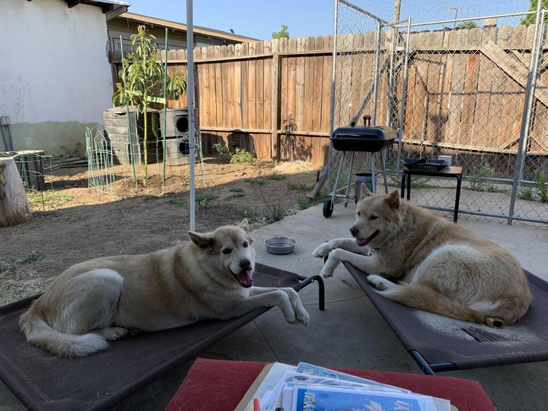 FRISCO Replacement Cover for SteelFramed Elevated Dog Bed, Terracotta, S 28.3in L x 22.4in W