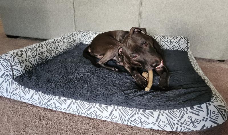 80 lb dog easily has room to stretch out on the jumbo size