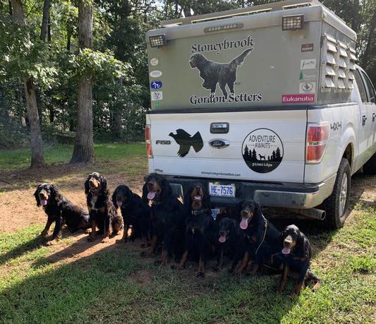 The Stoneybrook Gordon Setter team