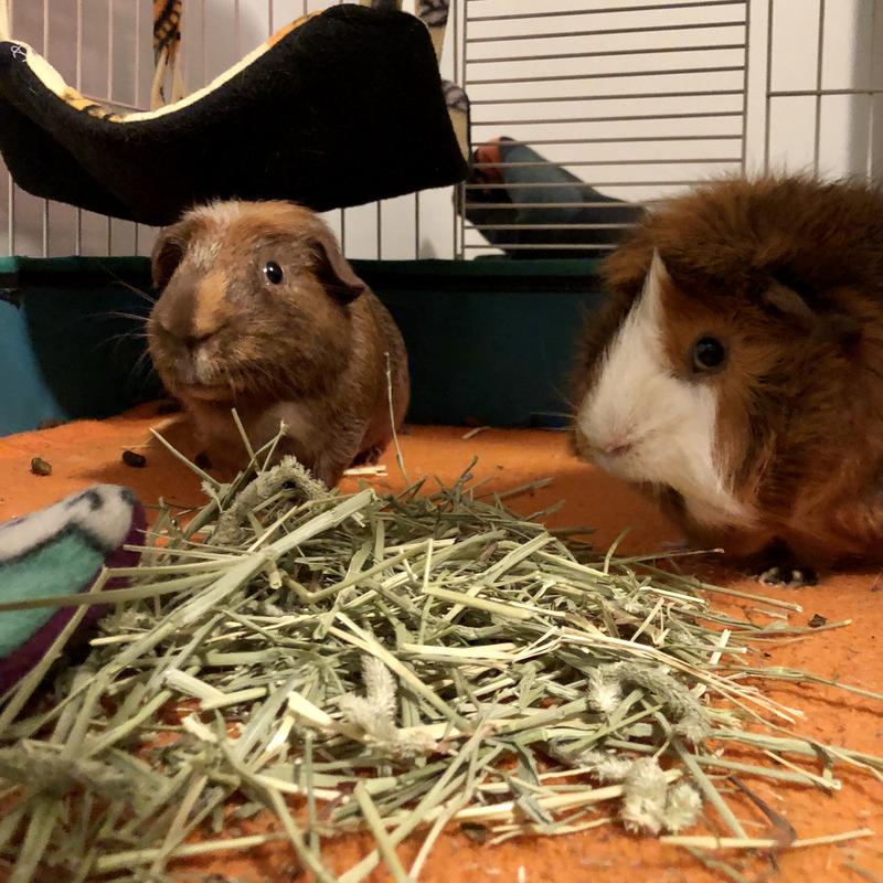 You can see the nice long pieces of hay