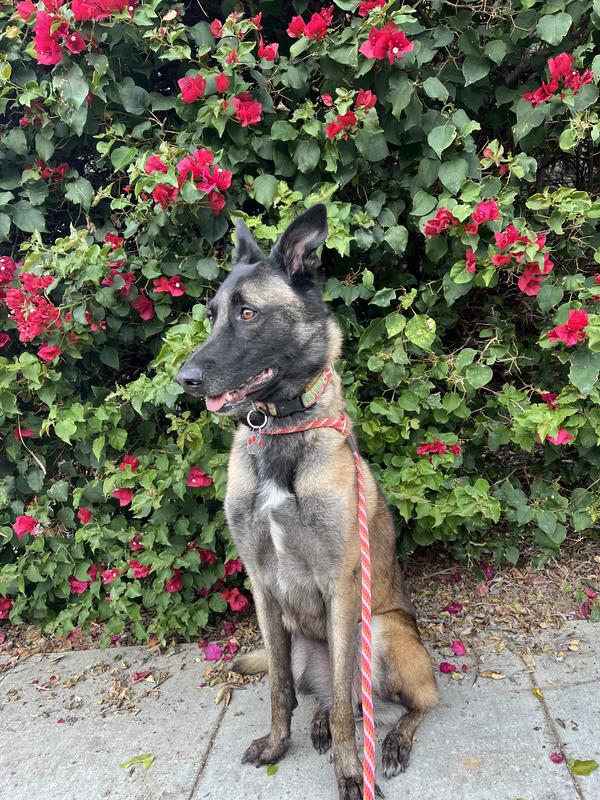 Antler Bone Enthusiast