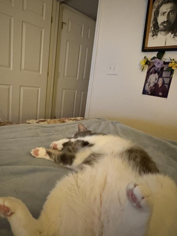 Amazingly clean & soft! Reduces shedding!