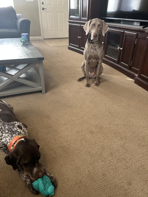 ARM & HAMMER Super Treadz Tough Dog Chew Toy, Gorilla, Large