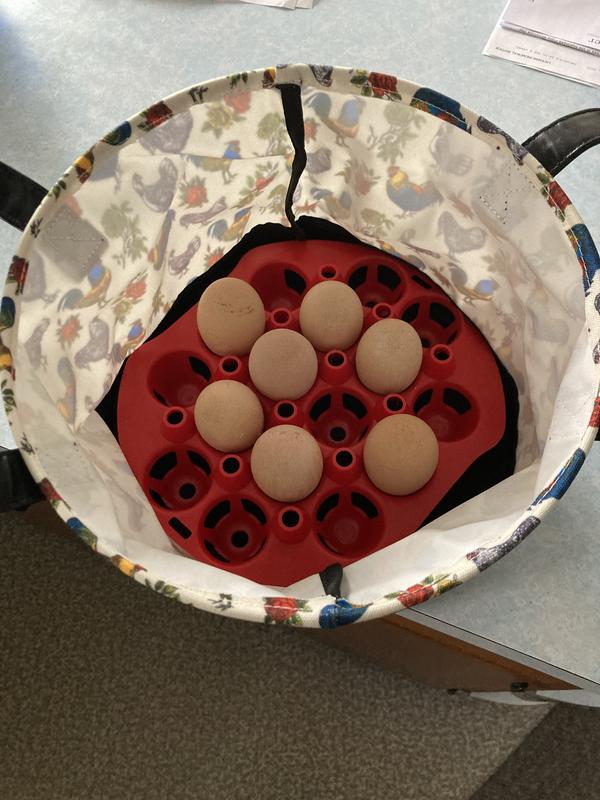 One tray in the RentACoop Egg Collecting Bucket