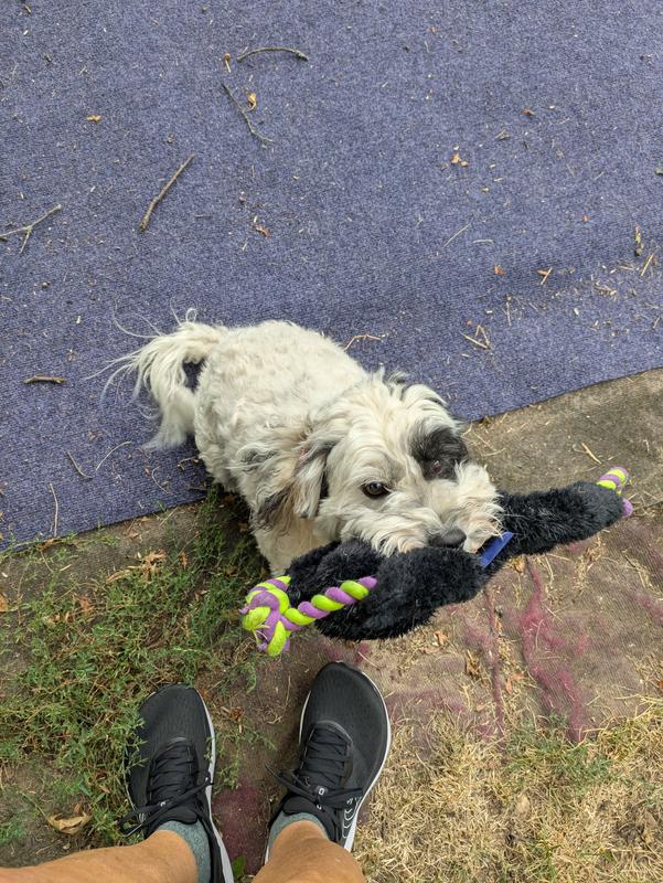 A dirty Tater Tot loves playing with his toy