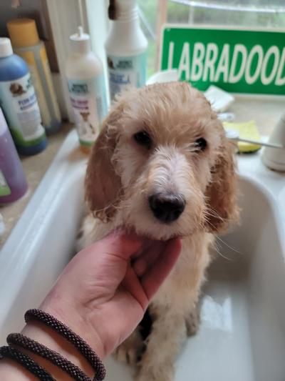 BIG Australian Labradoodle boy Oakley, getting a bath before going home!