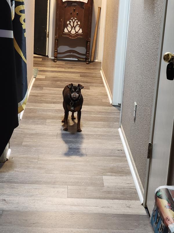 Dash loved the flavor