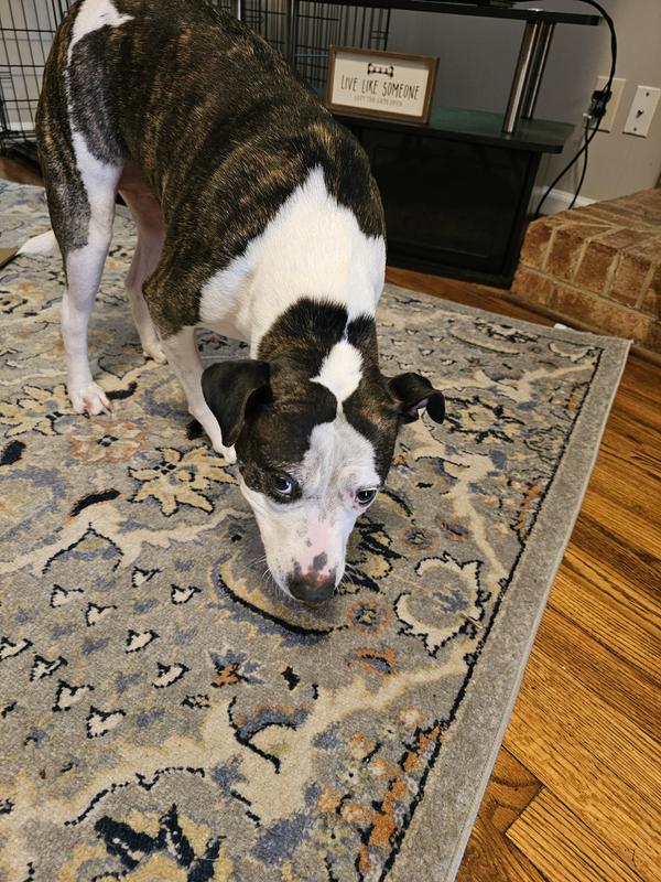 The Daily Dental Chews are a hit!