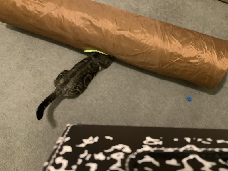 She’s after the mouse!