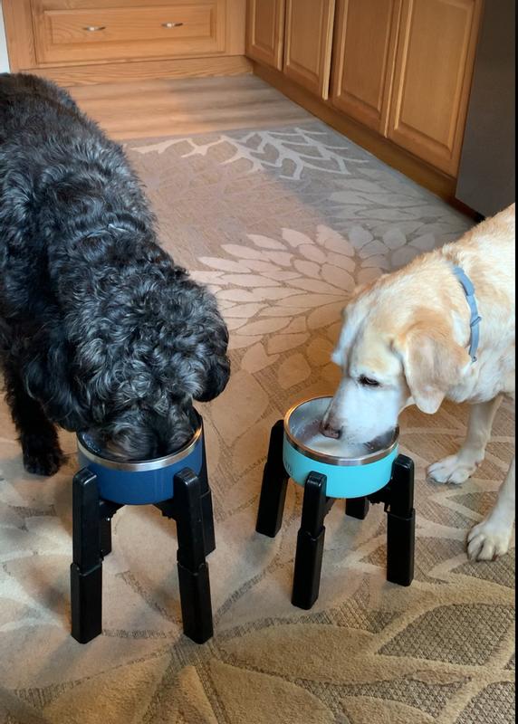 Old and young pup recommended