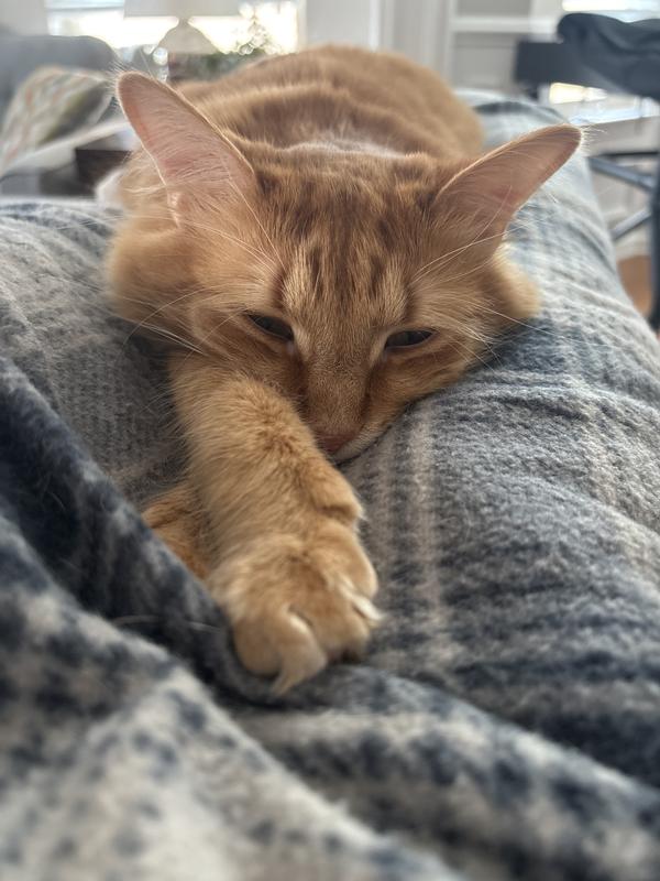 The sleeping culprit.