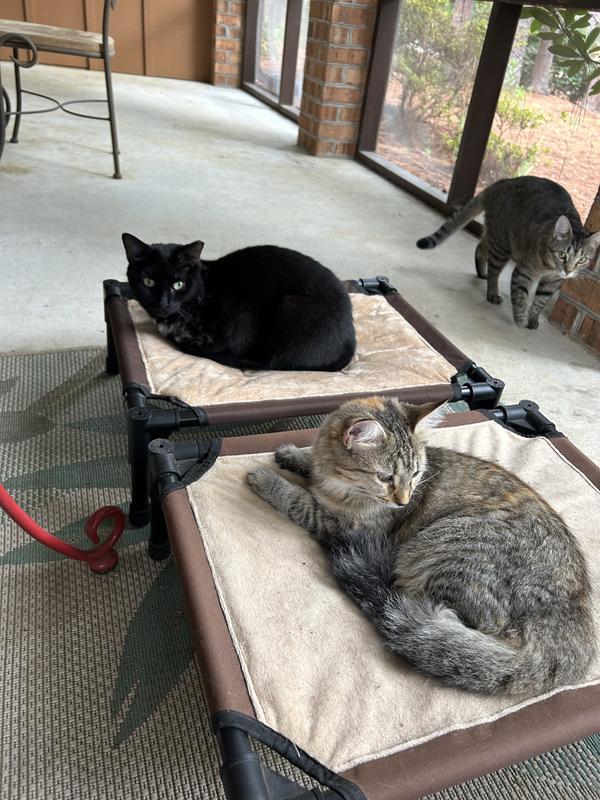 Binx and Daisy relaxing.