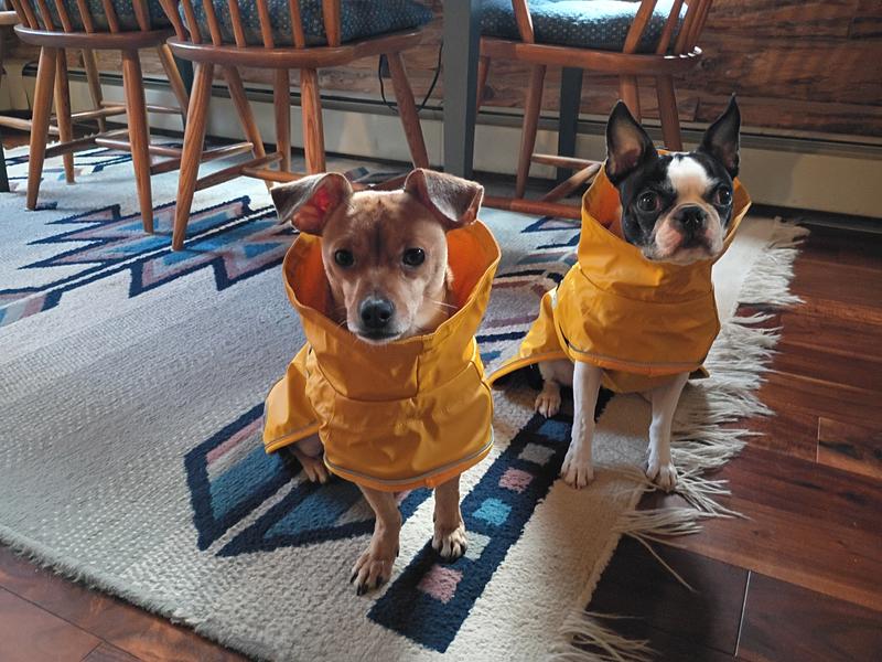 Sam and Etta James in there new rain gear 💞