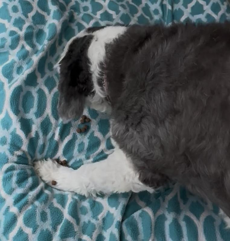 Her first sample was devoured!