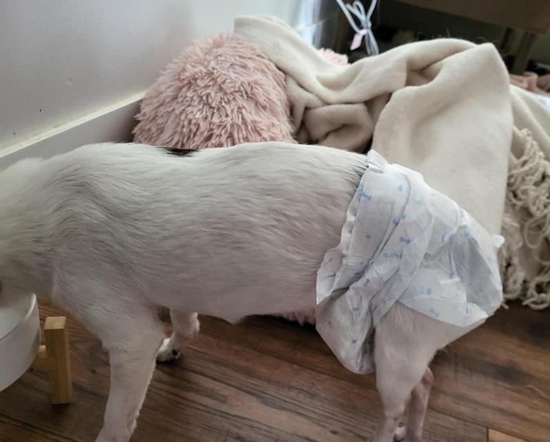 The diaper is too short. It needs to come up higher on her body to stay on.