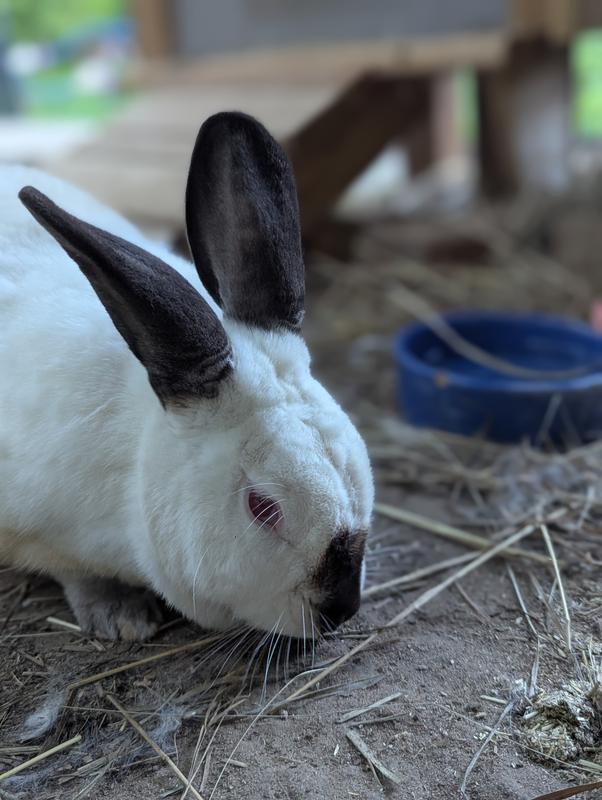 Bunny enjoying his snack