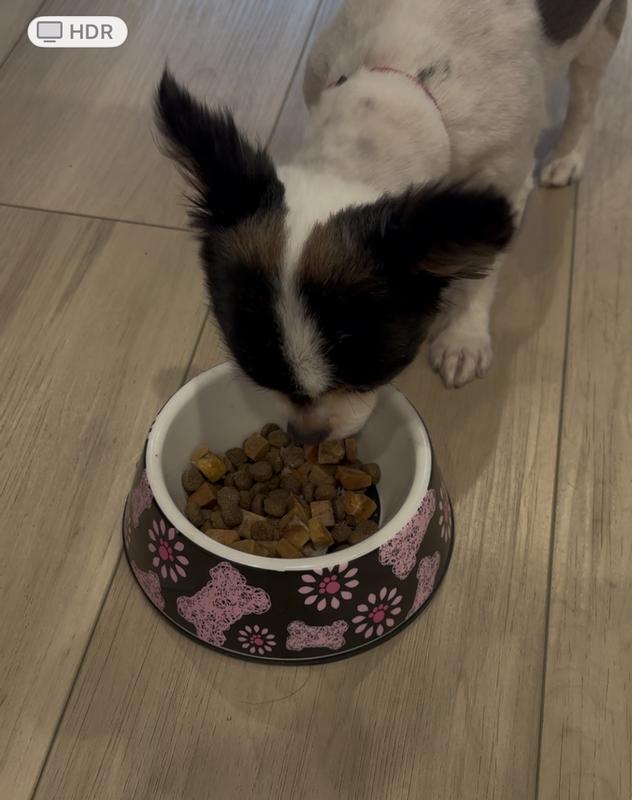 Chihuahua guarding her bowl