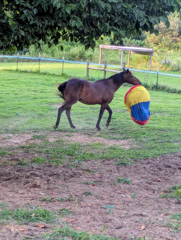 He bites the ball, so you can see how much larger the cover is, making it easier for him to destroy.