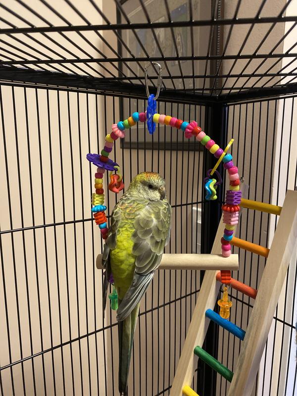 Olympia on her swing with her Zoo-Max ladder