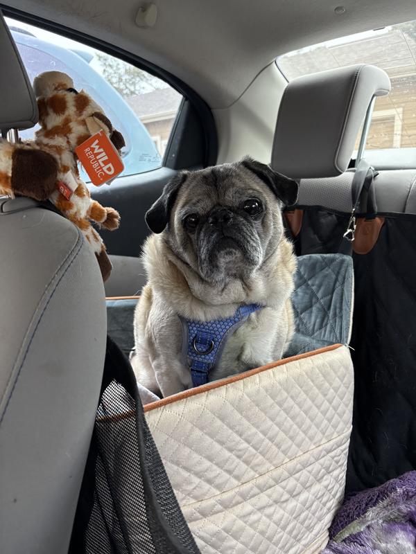 Picky pug not too fond of the PB flavor