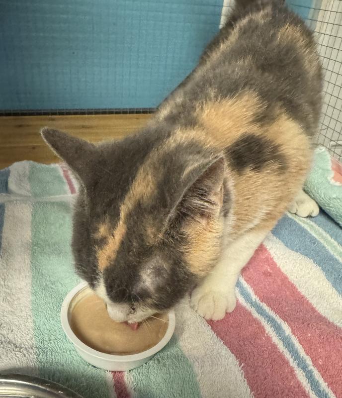 Joanna won’t even lift her head up until the entire bowl is licked clean!