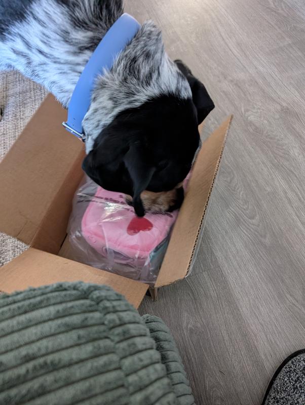 Kaiser loves a chewy box