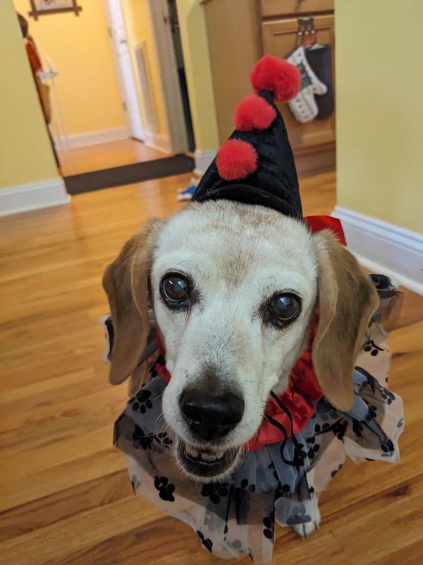 FRISCO Clown Dog Cat Costume Accessory X Large XX Large Chewy