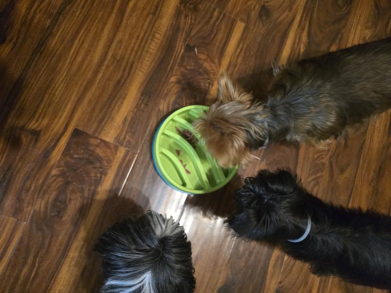 I put their treats in the slow feeder to keep them from inhaling them so fast