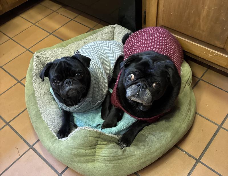 Chachi with his normal size pug guardian, Toby age 11. both are rescues. ❤️
