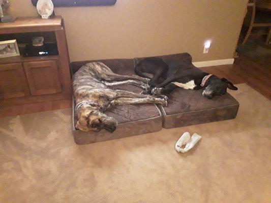 Duchess and Apollo enjoying their new beds