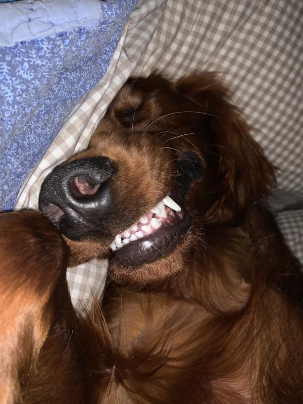 Bucky even shows his pearly whites in his sleep.
