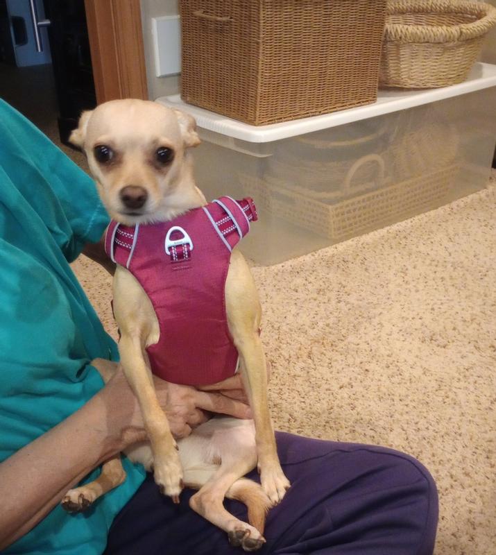 Molly wearing her FRISCO "harness" in Pink/Purple color