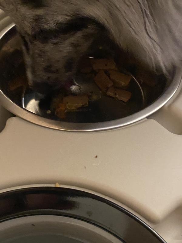 Dog food