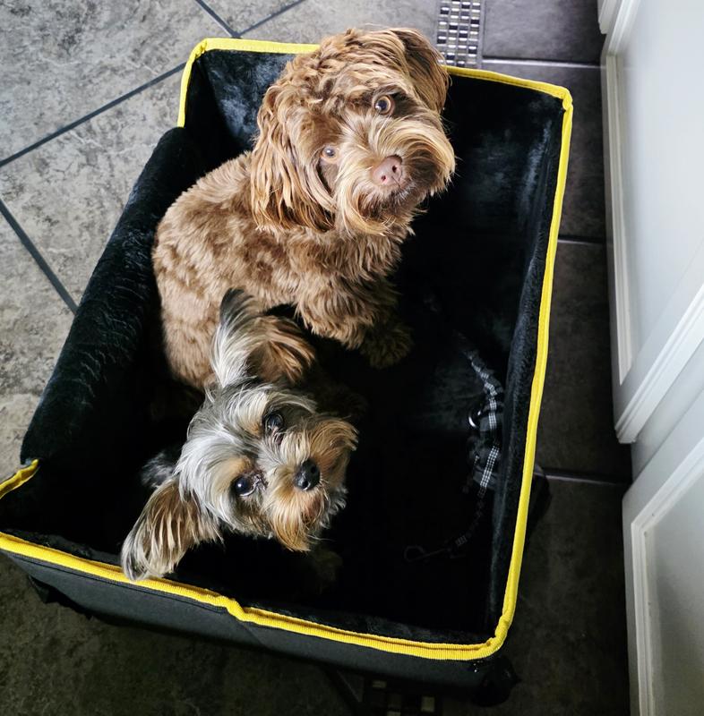 Bentley and Baylor testi g new car seat!