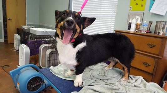 Tasha thinks grooming is fun-ny!
