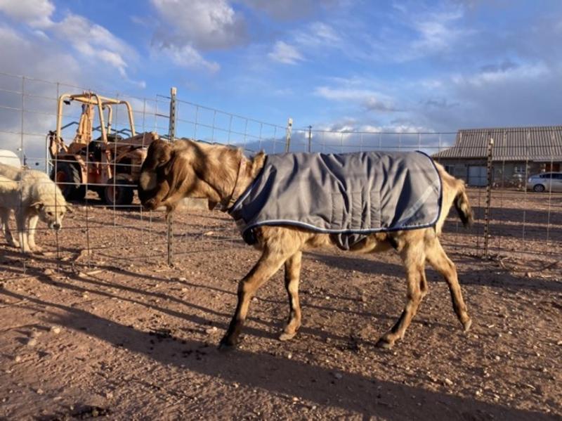 HORSEWARE IRELAND Goat Rug, Large