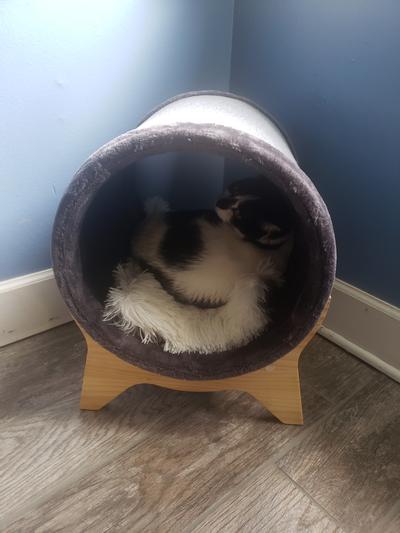 FRISCO Modern Tunnel Elevated Cat Bed - Chewy.com