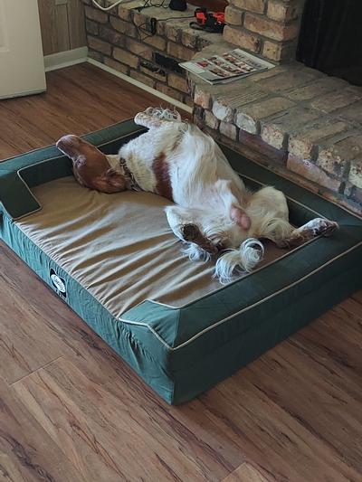 Our 3 year old Brittany, Royal, likes to spread out on his back.