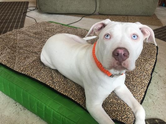 Bison, the Thunder Dog