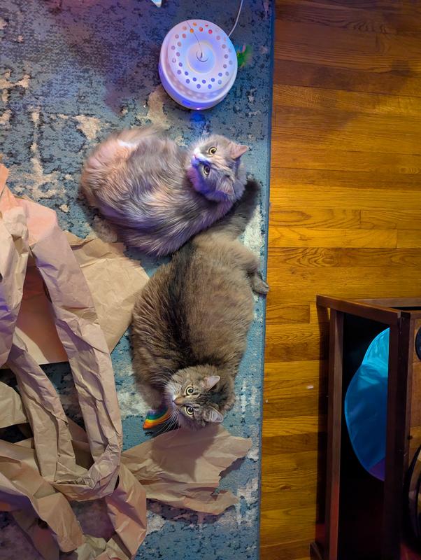 Full playground. The laser goes over the paper and they go insane.