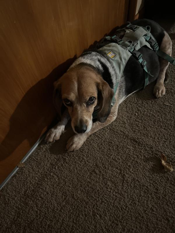 Mid morning nap time, ZZzzz