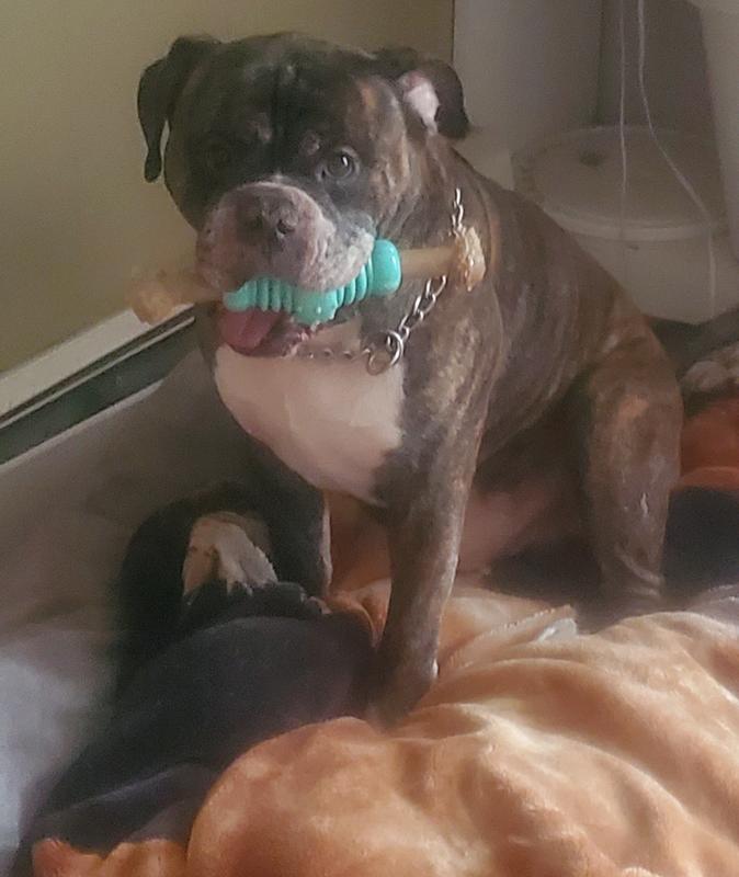 He loves his new bone!!!