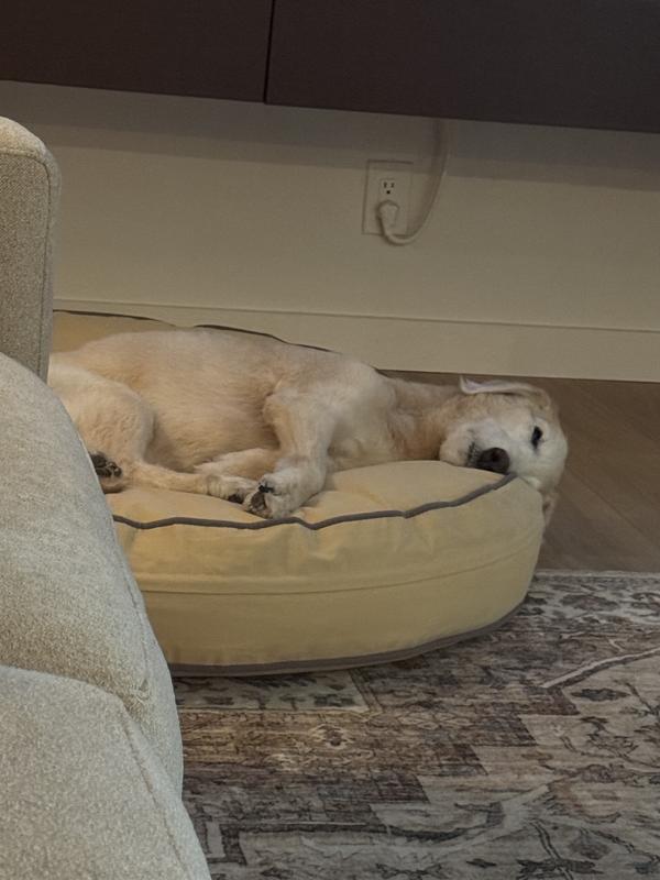 Adele is so comfortable on this bed!