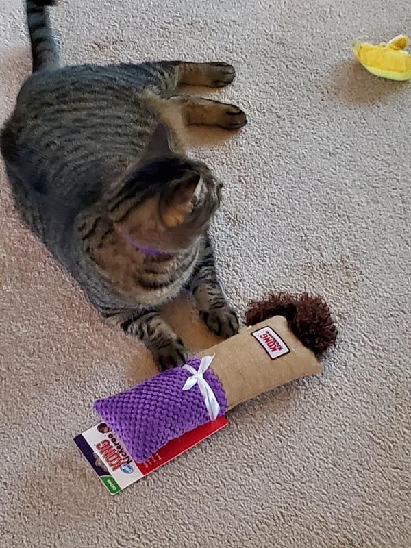 Kong kickeroo best sale cat toy