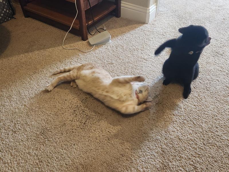 13, the black cat, having to defend herself because I put their catnip spots too close together