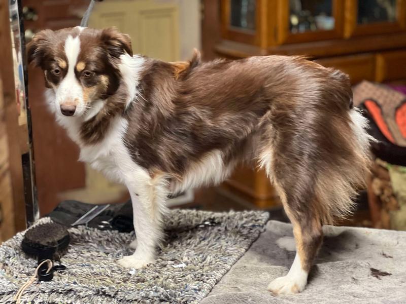 Freshly bathed and dry